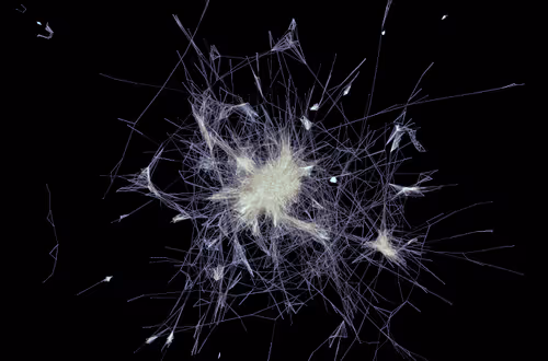 Item #25737205233202205841191093152961627749975097154724822369935108431887472787457 Media