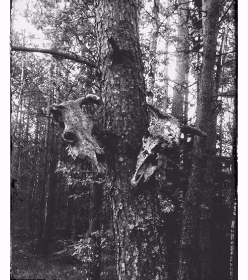 Item #54278754786012052101215444951673443113969909932981723830775713675073525121025 Media