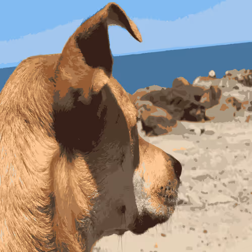 Bad_beaver Collection