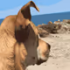 Bad_beaver Collection