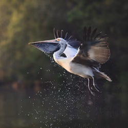 Air