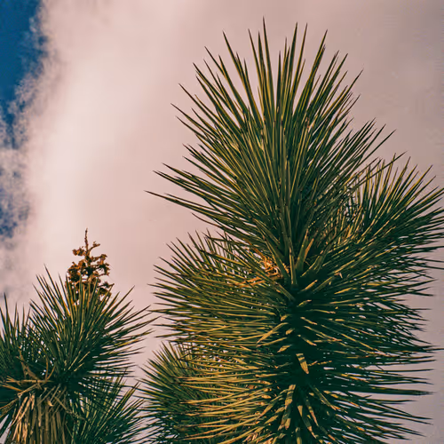 Joshuatree