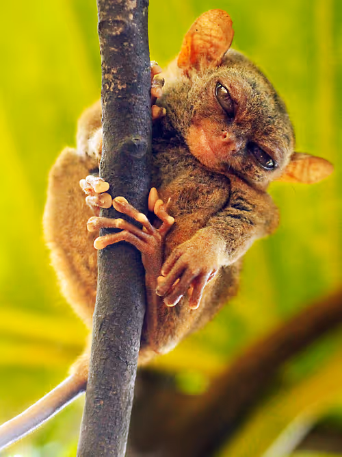 Item #36145711573070876336967674922016641828802018679018125743381848439122812731393 Media