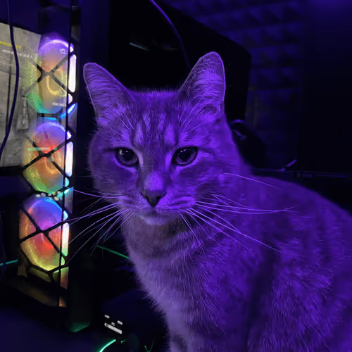 Untitled Collection #243241134