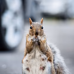 Squirell Lover
