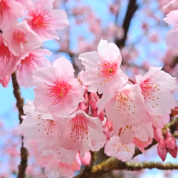Sakura flower focus #2 Dichi Photography photo picture