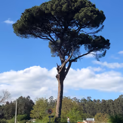 arbol 11