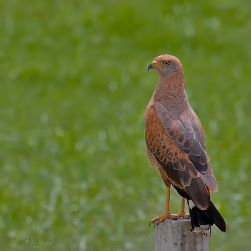 Item #76723362783280478533997952640177478162370392864243199552253501737096678735873 Media