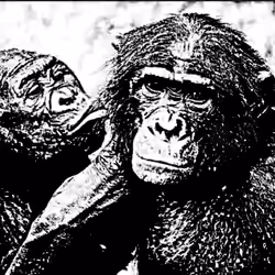 little bullist ape kissin the mother