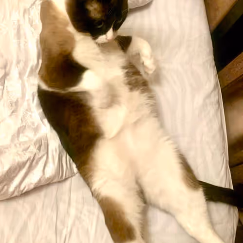 JuliaBu Collection - old