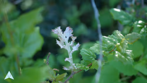 Item #70655409647296023505339344133926088984781406258874857677002406232310893510657 Media