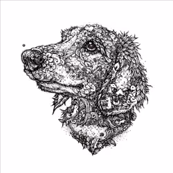 Dachshund #002