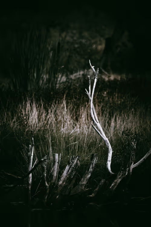 Item #46709965239587215851558087466762379659612403751449934923508460074809874710529 Media