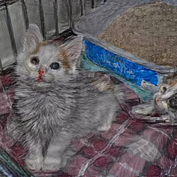 cat#2826