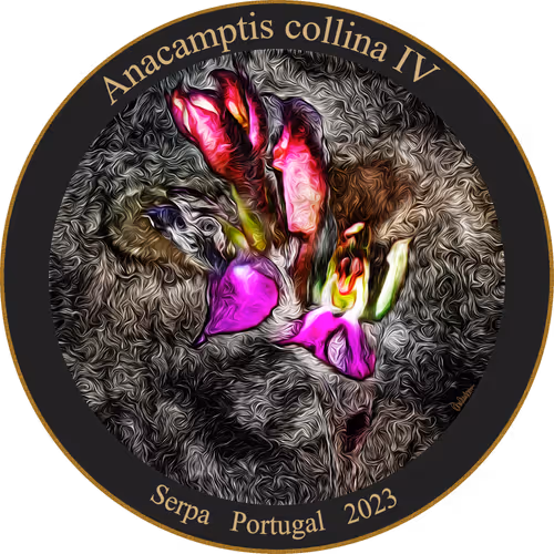 Item #83346383481971607988729477170446348570292642791419063456680174220970622451713 Media