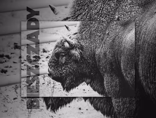 Item #46709965239587215851558087466762379659612403751449934923508460058317200293889 Media