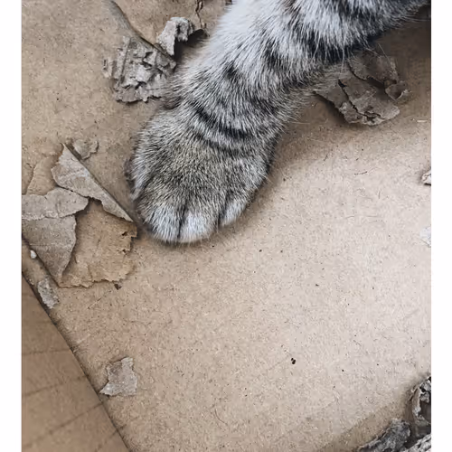 Ithinkyoushouldpaws