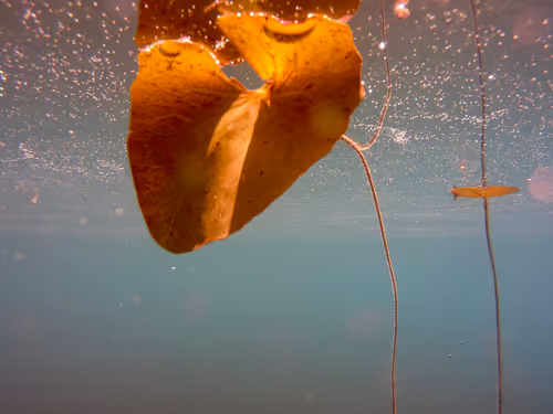 Item #115430421716330114127925714386191036467996783471008022249532804616621024870401 Media