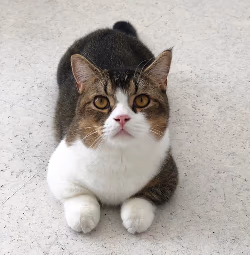 Item #506614017608188570824604822011872825915664813029036437365082864930642722817 Media