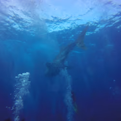 Travel the Betterway - KohTao