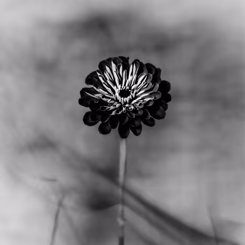 Anthos #31 - Zinnia