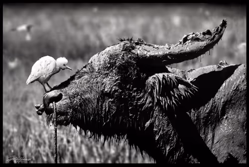 Item #112280900407348234598530071602106356031440772635574246505740645922667073896449 Media