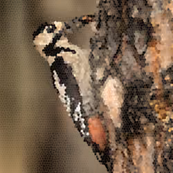 Woodpecker's delight