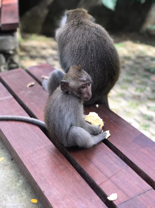 Item #87609363842710465991682086975489356954214862869006387514816886313240991105025 Media