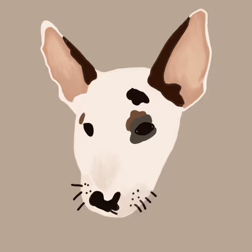 Junior the Miniature Bull Terrier
