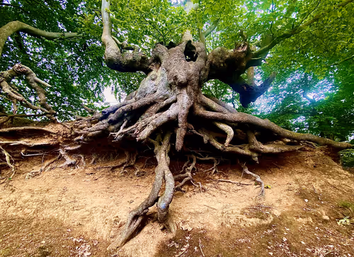 Item #3545434364027388159524564873243937151540135402704887169129841891257385746433 Media