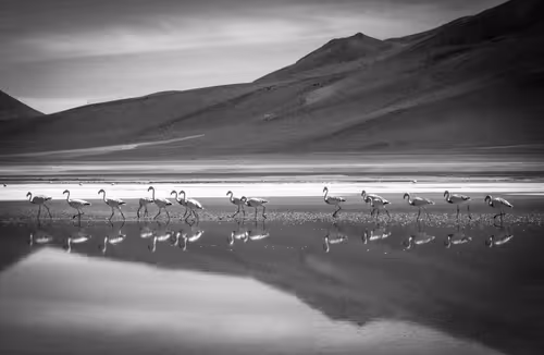 Item #87092990260447267838744578330374476785020899117585411719574779775663030140929 Media