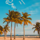 PalmTreeGod Collection - old