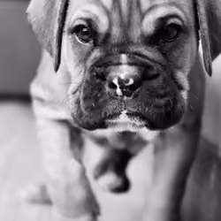 Boxer Mood 3
