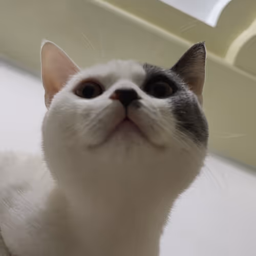 Untitled Collection #47369487