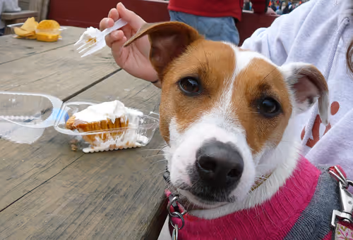 Item #5985210497355107417265215381210579199842884272282595265964883452891888615425 Media