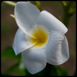 Flower #10
