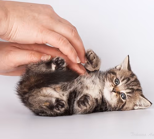 Aplex2000 Collection