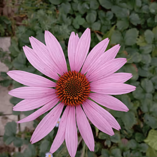Flowers with mom's love
