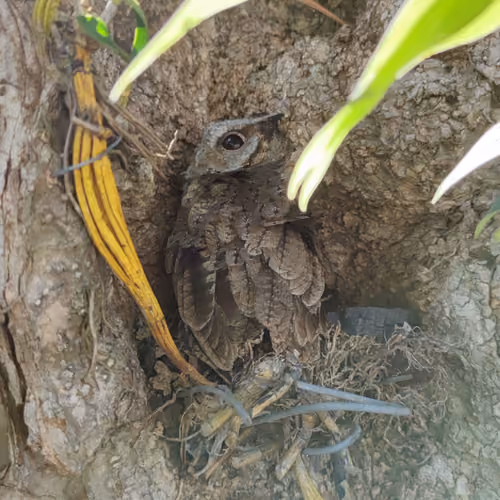 Baby Wild Owl 