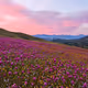 California Wildflowers