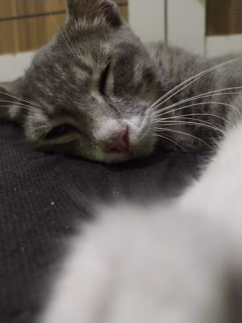 Item #12309035551297718126037899667588748045284851474192414378464910624347767439361 Media