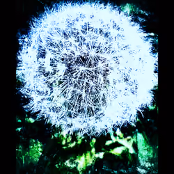 Wish