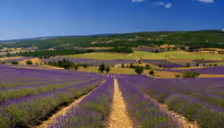 Provence #28