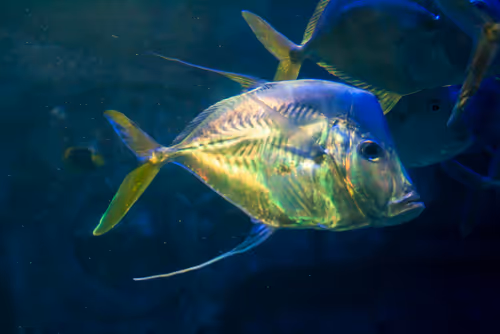 Item #41153520473672685227544551054321721883729707631851228353961997212603329282049 Media