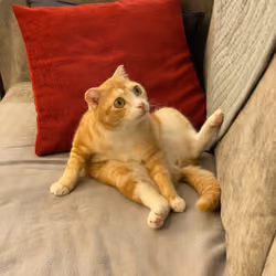 tsai meow 3