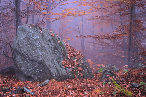 Item #6505089431552554568137386774614394979265528746054988378978093600595939164161 Media