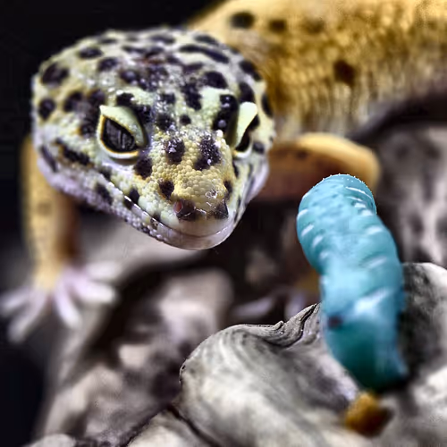 Cool Geckos
