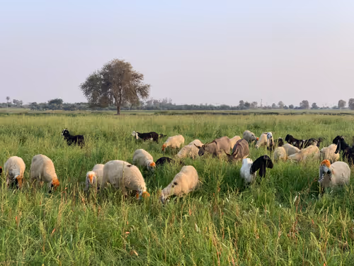 Item #100705994280823404735622626740121804860053276654092937266116224714688962756609 Media