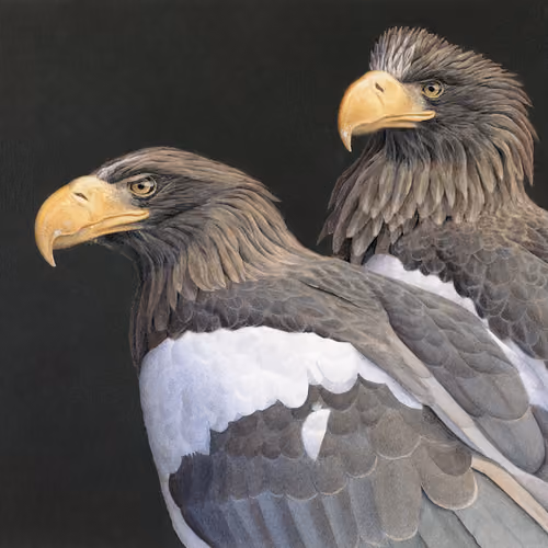 Steller Sea Eagles