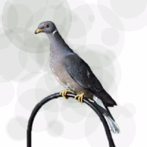 Item #44224140947385297080294490486331546758837636797201957936873602965914307788801 Media